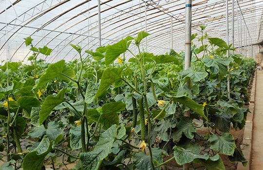 MG����(�й���)����ٷ���վ