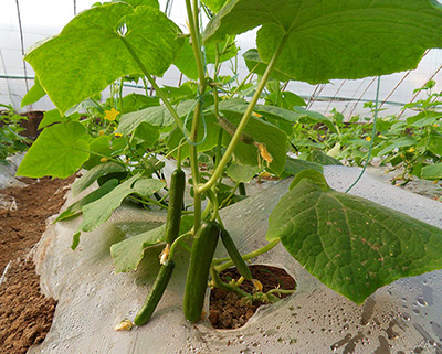 MG����(�й���)����ٷ���վ