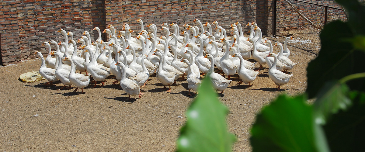 �ӱ�MG���ӷ��ز������������޹�˾