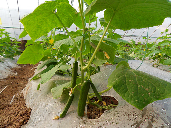 ��ɫʳƷ �ƹ������������