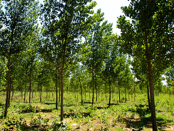 ������MG����԰�ֹ������޹�˾